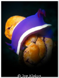 Nudi sitting on a sea squirt. Shot with Handheld Torch by Joe Klakus 